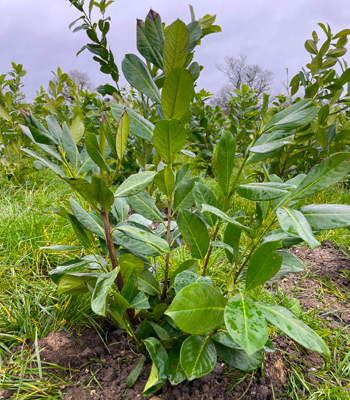A young cherry laurel bush