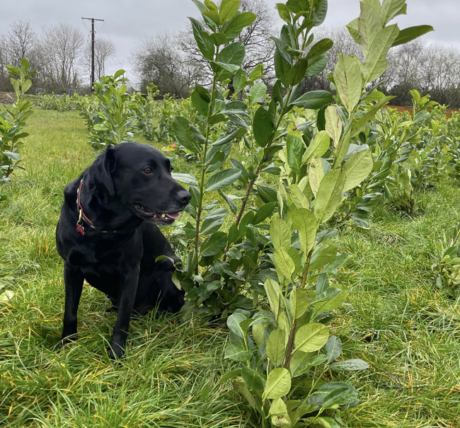 A dog next to a small laurel tree