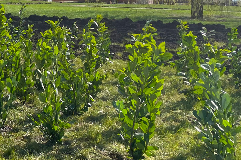 Trees being planted