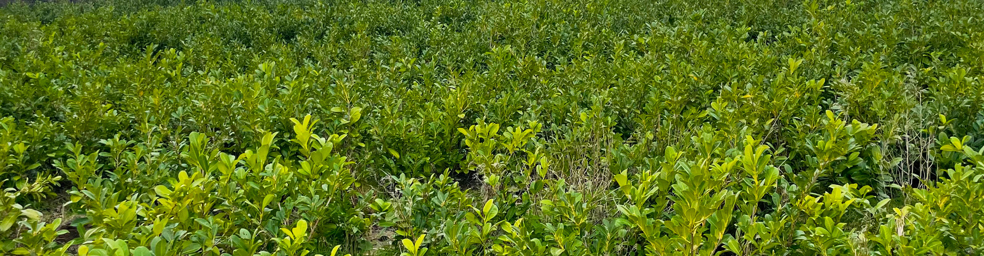Laurel bush